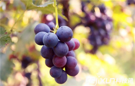中国十大最脏果蔬排行 葡萄含有15种农药成分!